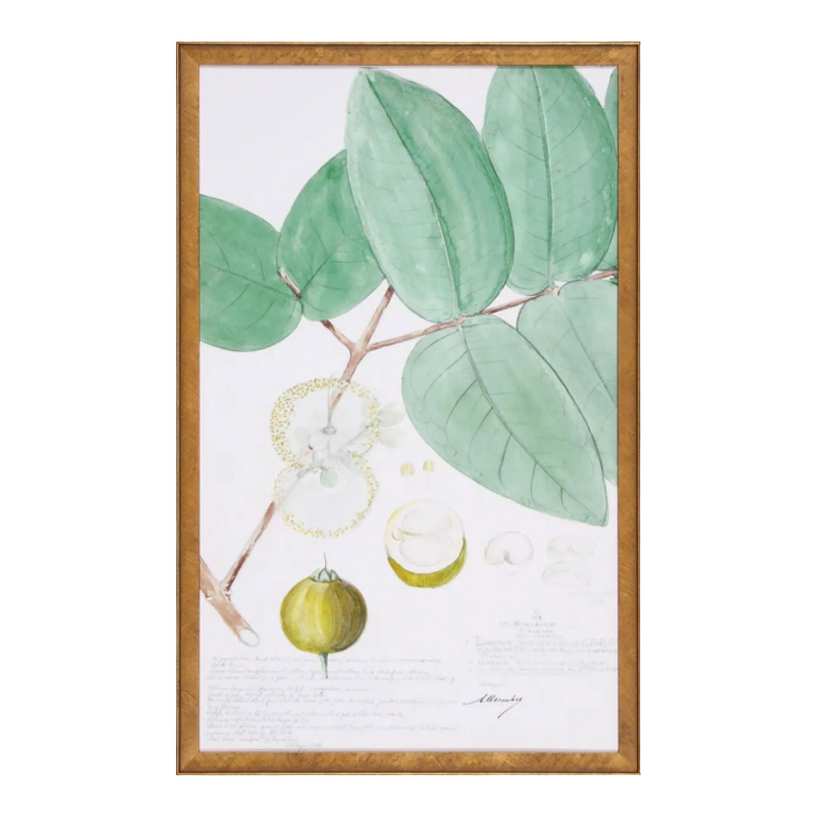 Framed Descubes Fruit Wild Pear Eugenia Stipitata I Botanical Illustration Fine Art Print: Framed fine art botanical illustration displayed within a wooden frame. Large, green leaves with visible vein patterns. A branch with a detailed flower displaying intricate floral structures,
