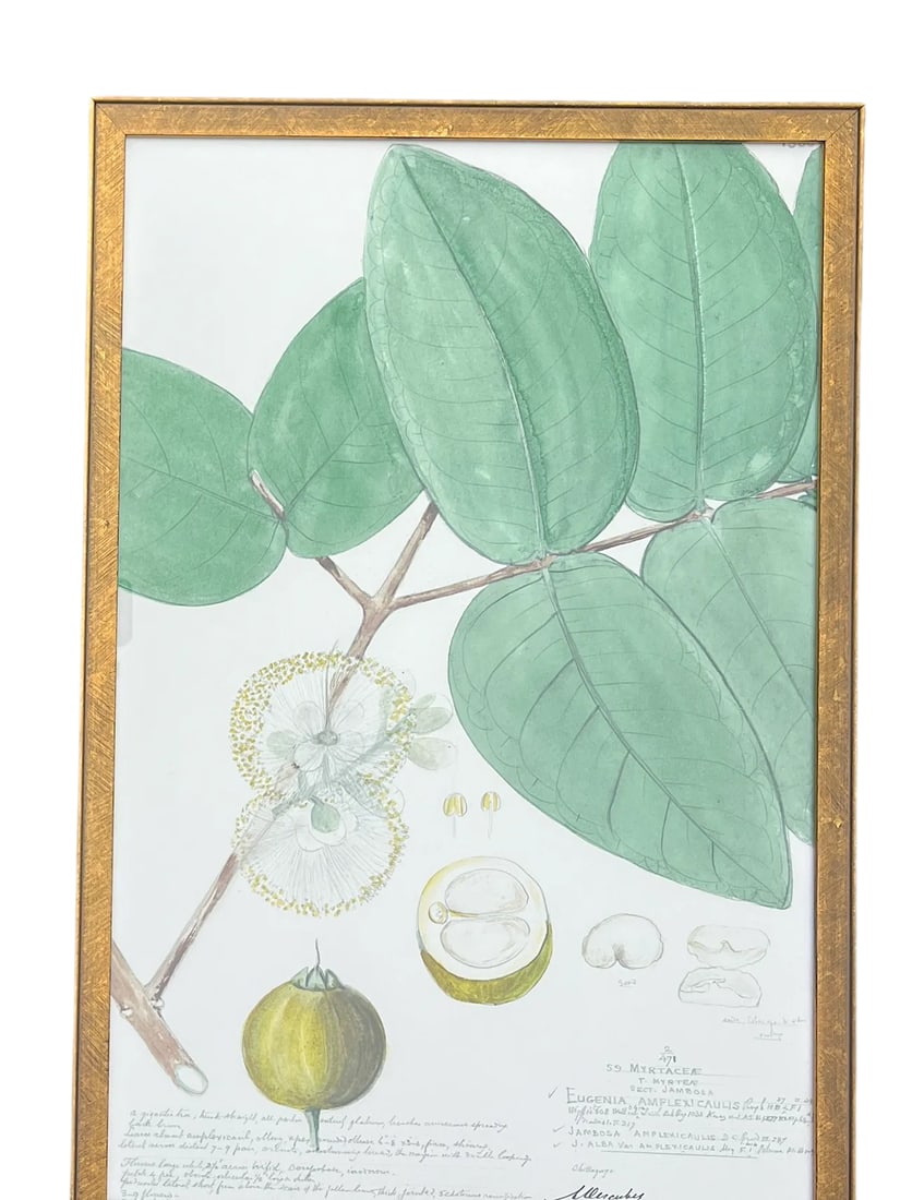 Framed Descubes Fruit Wild Pear Eugenia Stipitata I Botanical Illustration Fine Art Print - 2