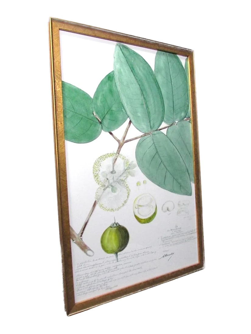 Framed Descubes Fruit Wild Pear Eugenia Stipitata I Botanical Illustration Fine Art Print - 3