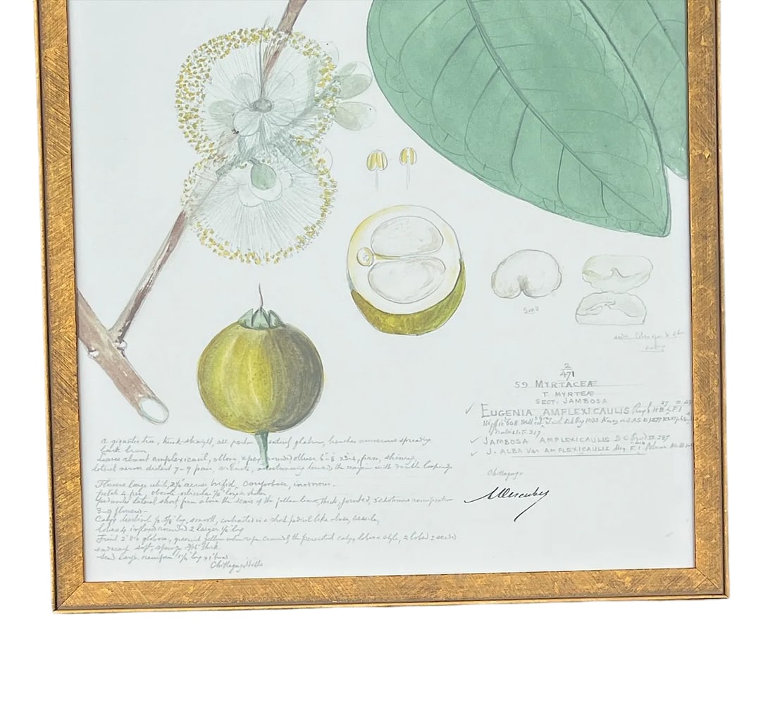 Framed Descubes Fruit Wild Pear Eugenia Stipitata I Botanical Illustration Fine Art Print - 4