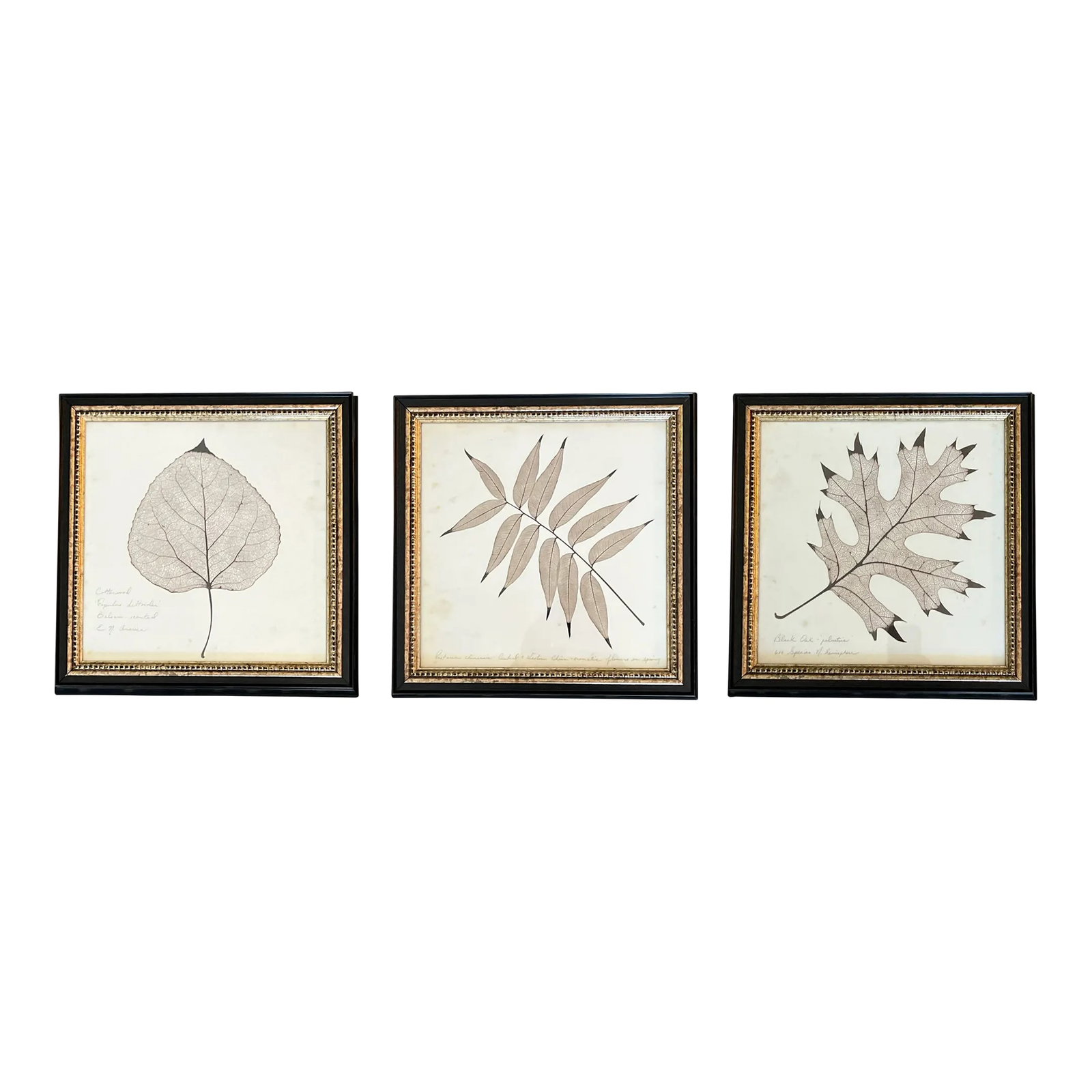 Framed Black Oak, Pistacia, and Eastern American Cottonwood Skeletonized Leaves - Set of Three (1 of 12)
