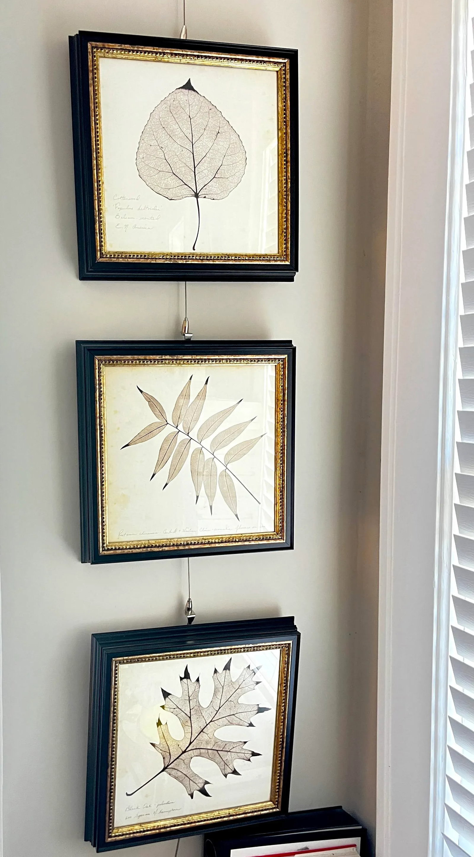 Framed Black Oak, Pistacia, and Eastern American Cottonwood Skeletonized Leaves - Set of Three - 2