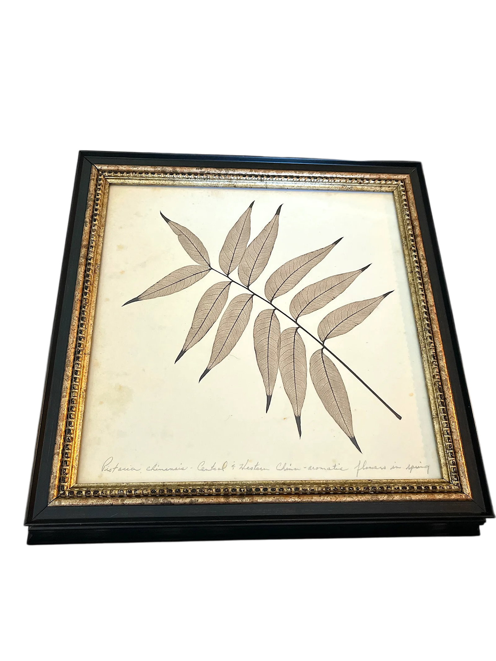 Framed Black Oak, Pistacia, and Eastern American Cottonwood Skeletonized Leaves - Set of Three - 3