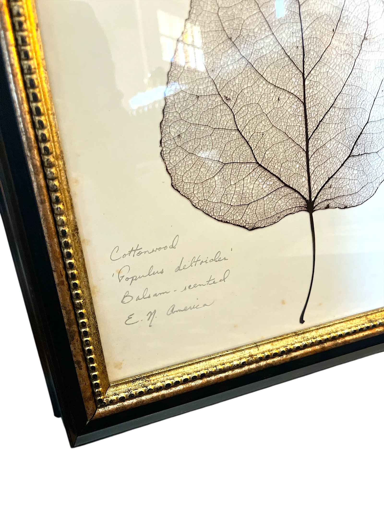 Framed Black Oak, Pistacia, and Eastern American Cottonwood Skeletonized Leaves - Set of Three - 4