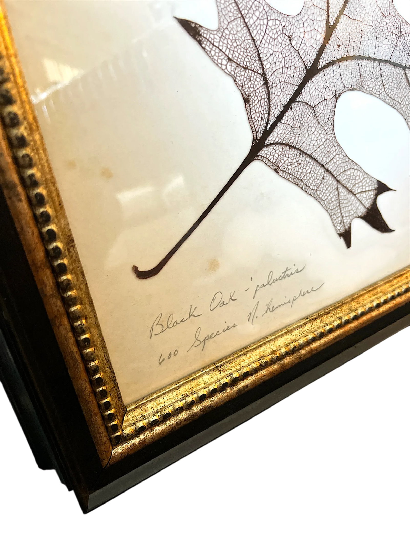 Framed Black Oak, Pistacia, and Eastern American Cottonwood Skeletonized Leaves - Set of Three - 5