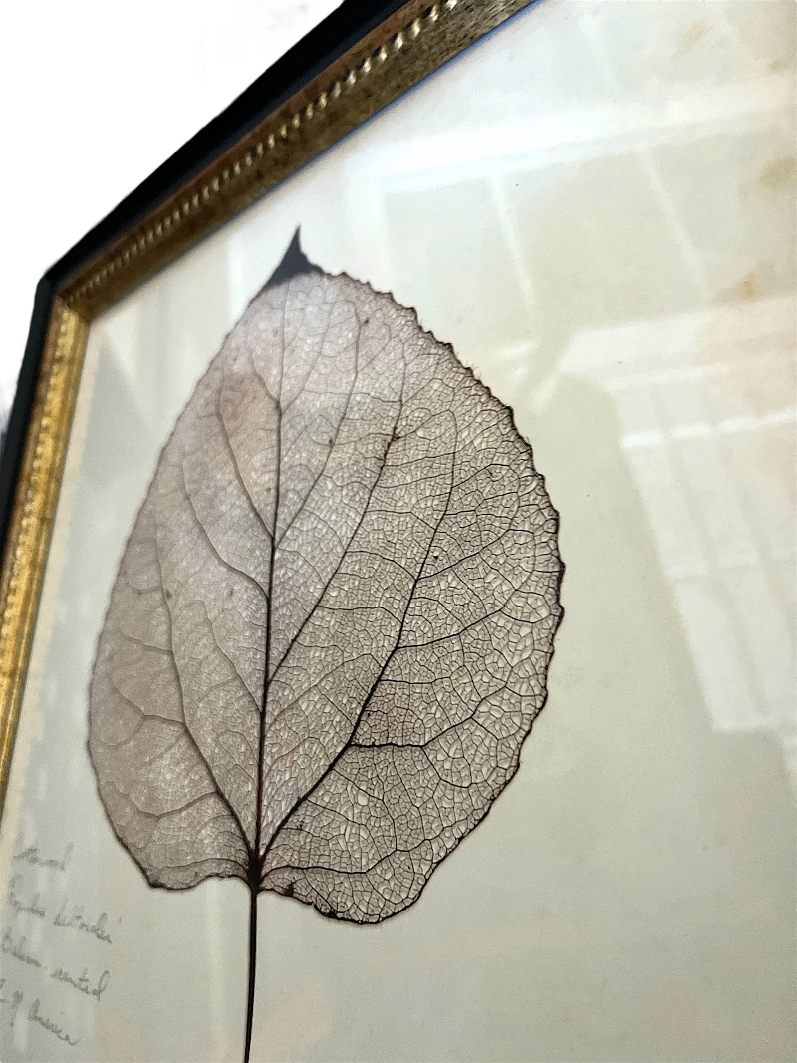 Framed Black Oak, Pistacia, and Eastern American Cottonwood Skeletonized Leaves - Set of Three - 6