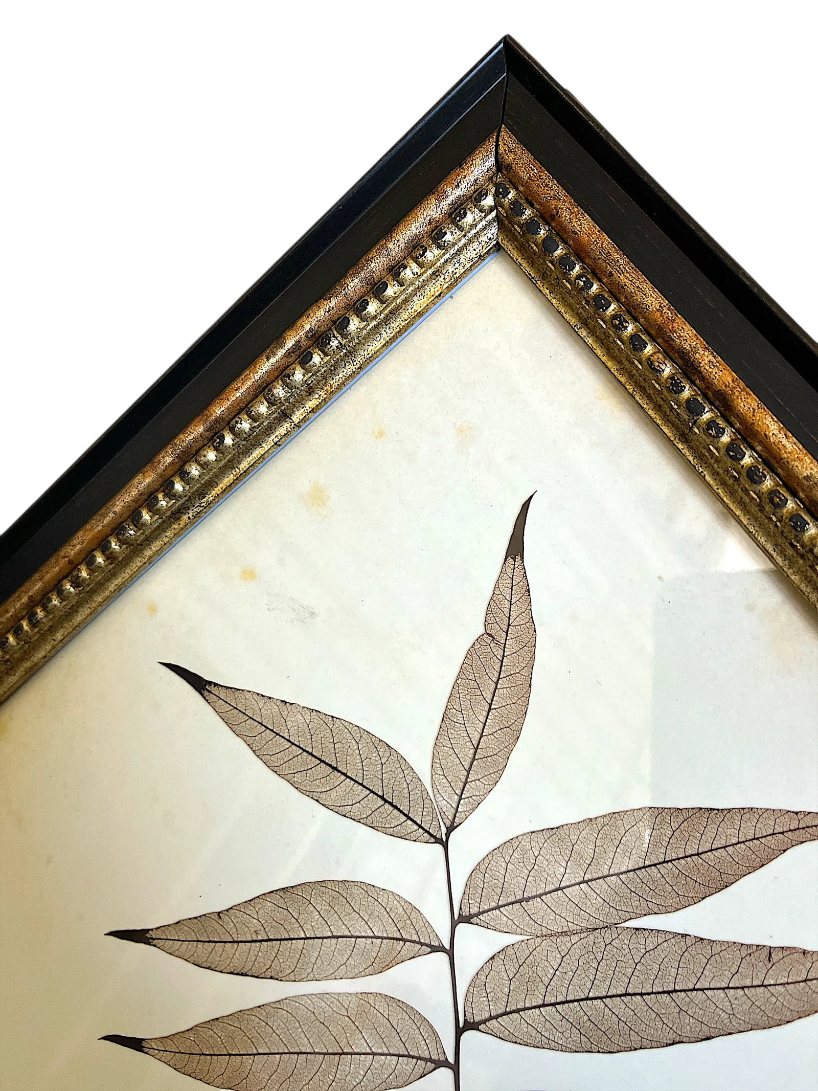 Framed Black Oak, Pistacia, and Eastern American Cottonwood Skeletonized Leaves - Set of Three - 7
