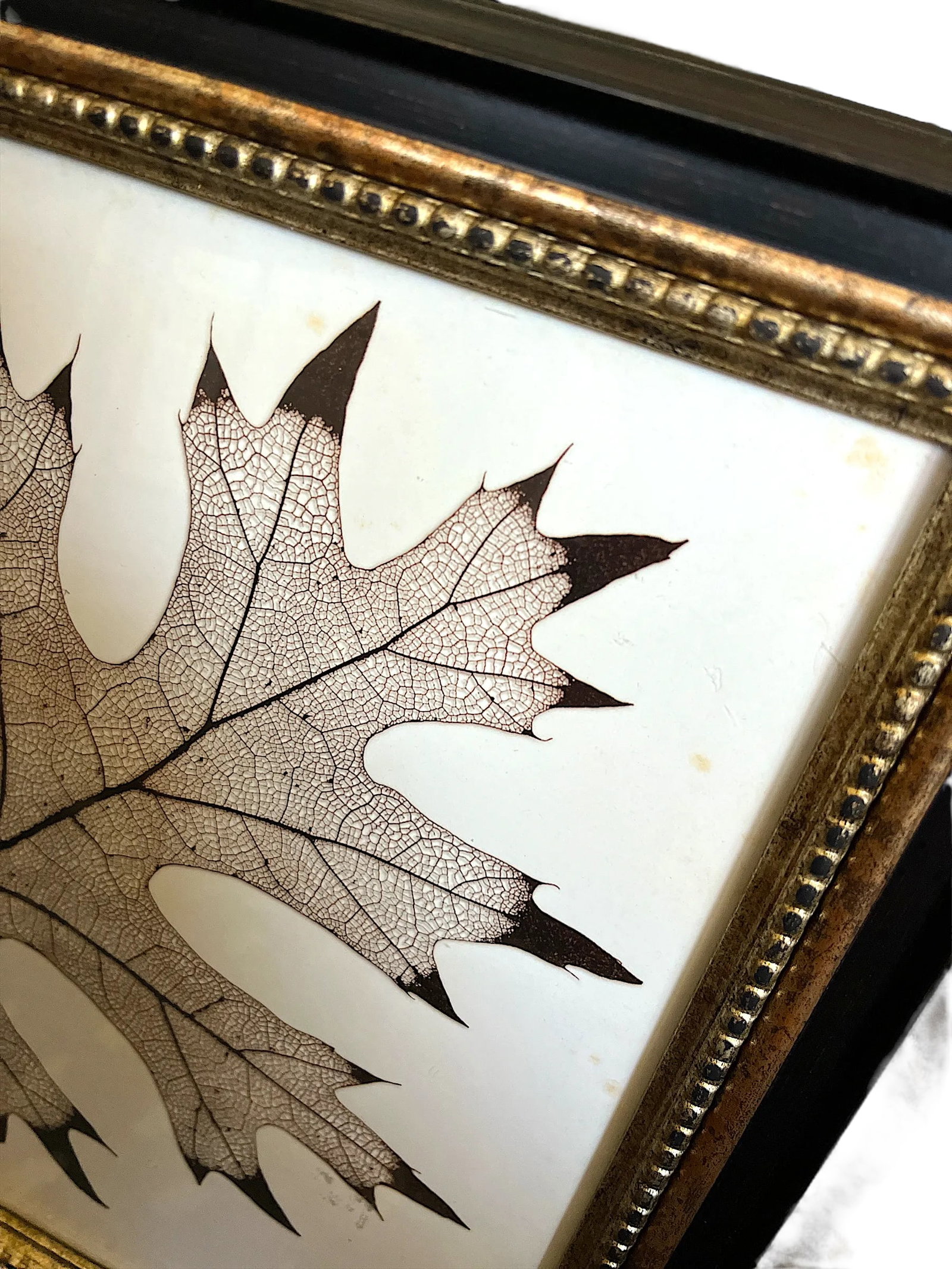 Framed Black Oak, Pistacia, and Eastern American Cottonwood Skeletonized Leaves - Set of Three - 8