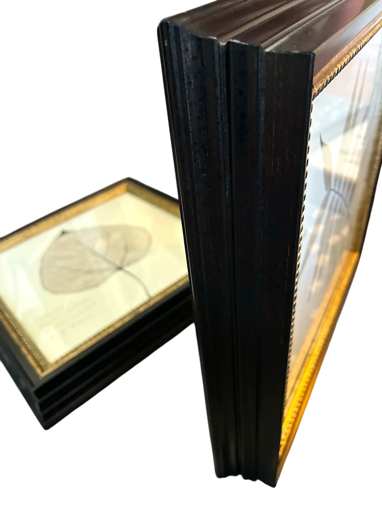 Framed Black Oak, Pistacia, and Eastern American Cottonwood Skeletonized Leaves - Set of Three - 9