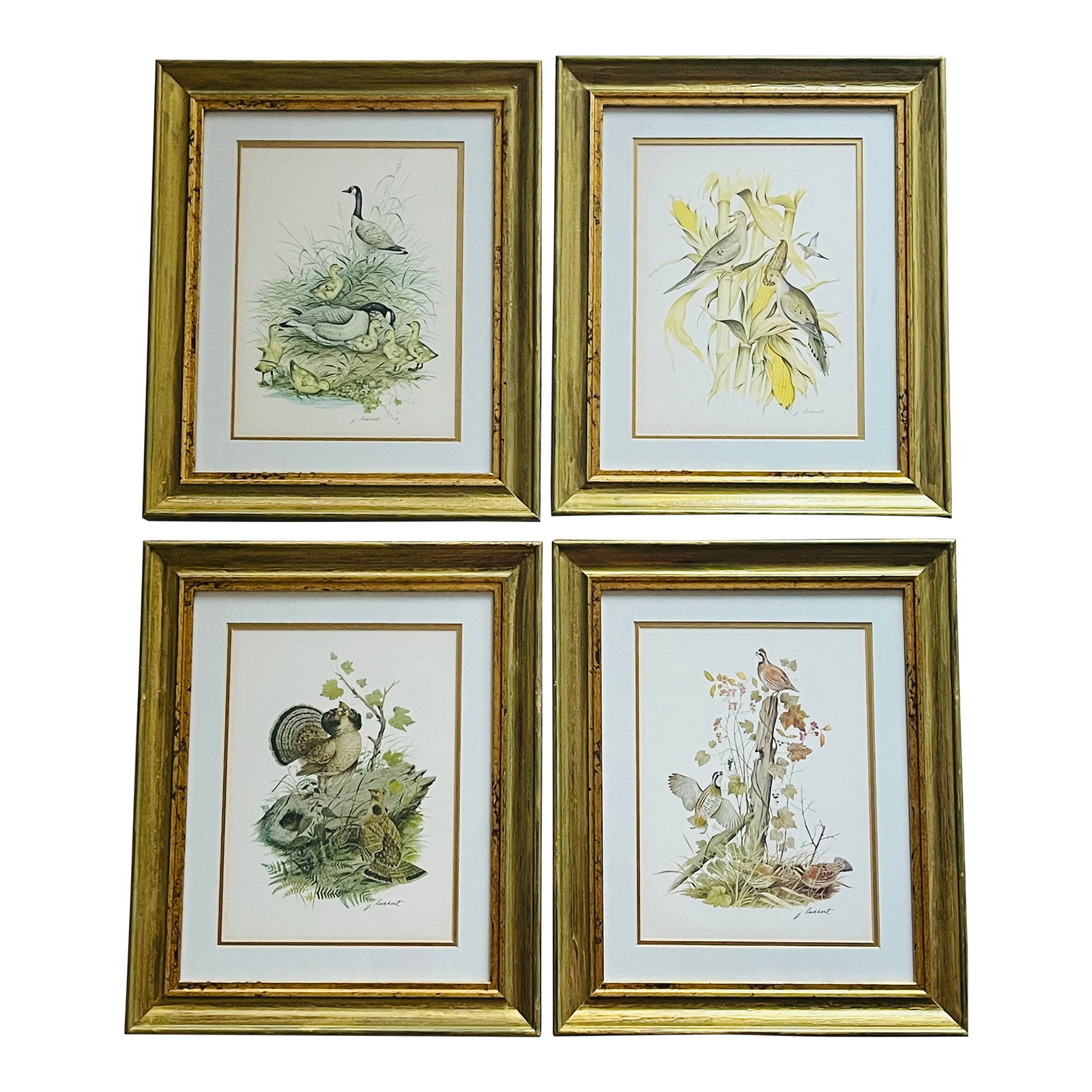 1950s Vintage J Lockhart Bird Prints in Golden Framed- Set of 4: Set if 4 vintage J Lockhart bird prints in nice golden tone frames.Priced per piece. Condition: Alterations: Original Condition Unaltered Imperfections: Some Imperfections Condition Notes: Good