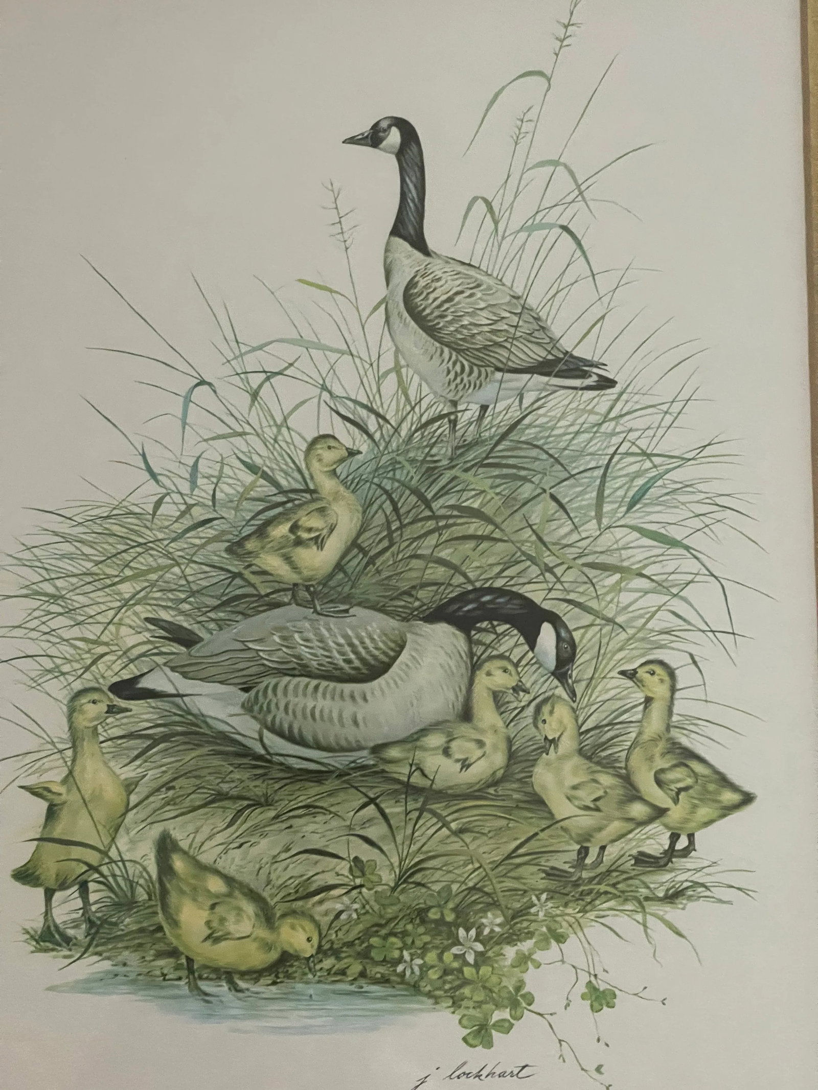 1950s Vintage J Lockhart Bird Prints in Golden Framed- Set of 4 - 3