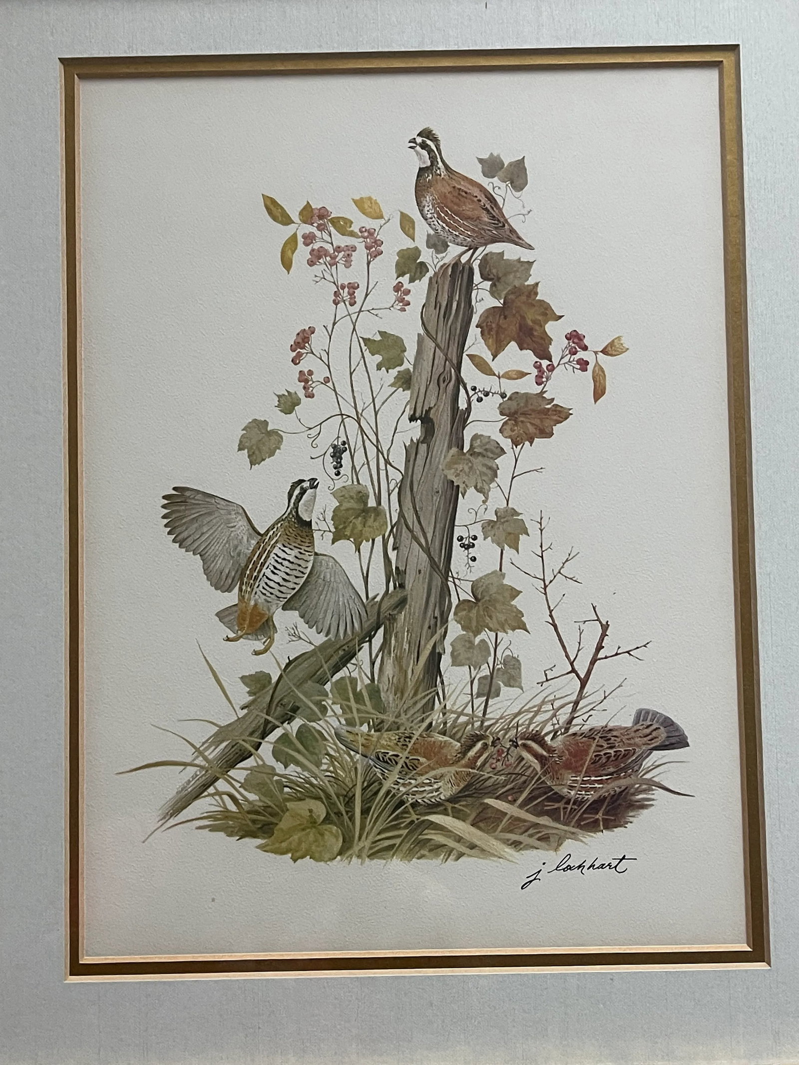 1950s Vintage J Lockhart Bird Prints in Golden Framed- Set of 4 - 4