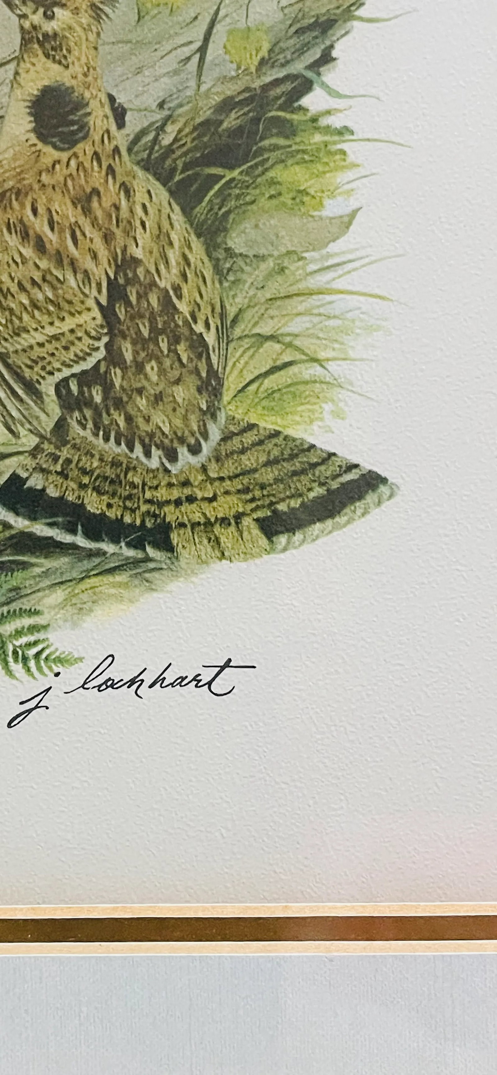 1950s Vintage J Lockhart Bird Prints in Golden Framed- Set of 4 - 6