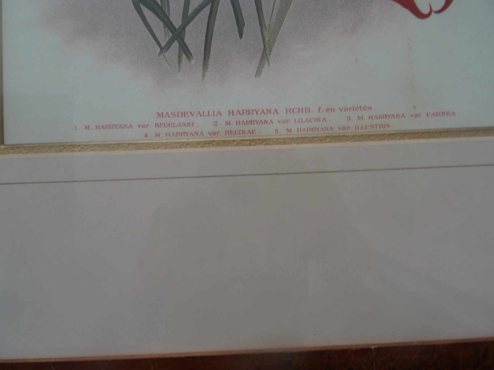 Vintage Botanicals a Pair - 3
