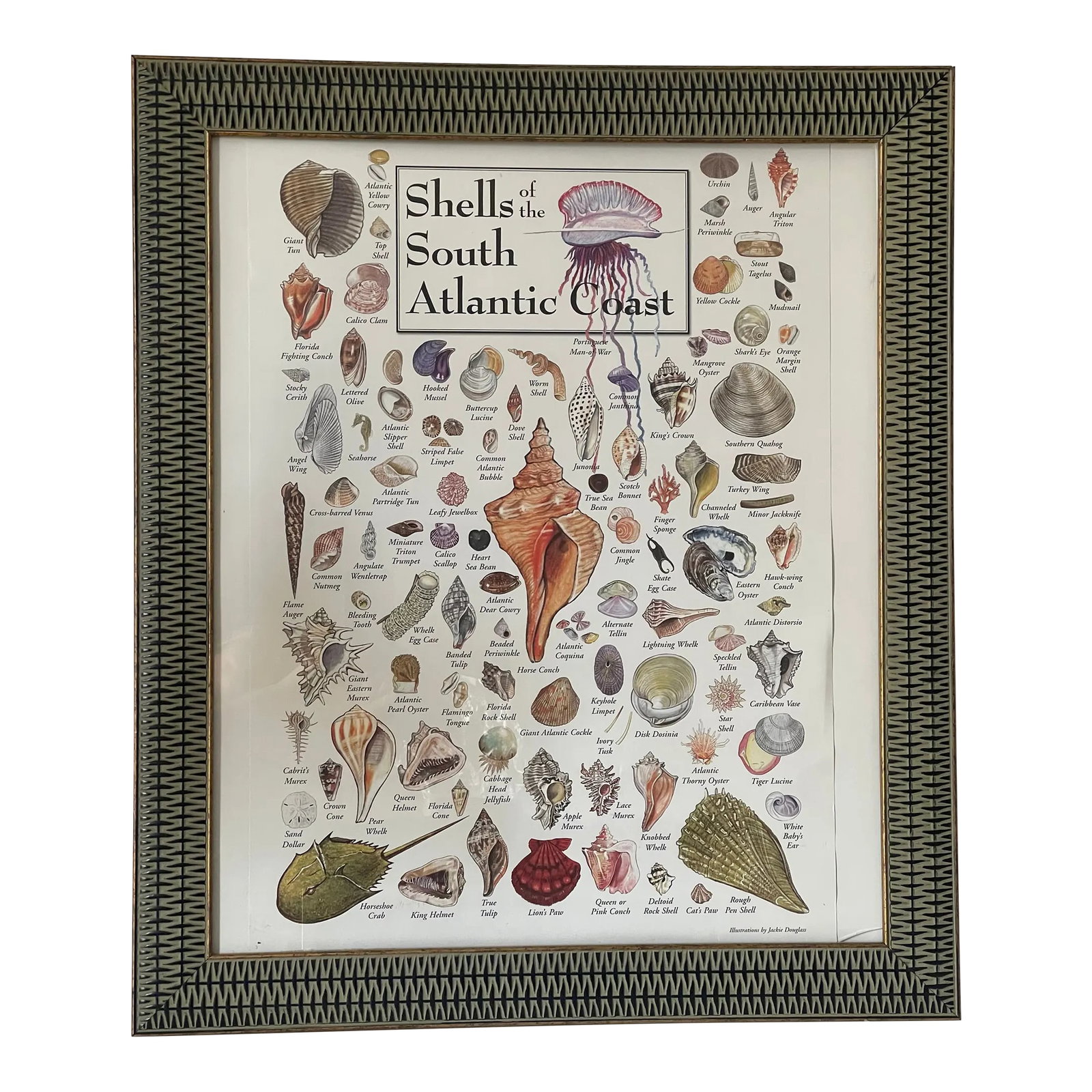 Vintage Atlantic South Coast Sea Shells Poster Gramed: Vintage poster Of Atlantic South Coadt Sea Shells. Great coastal decor piece. Will be shipped without glass. Condition: Alterations: Original Condition Unaltered Imperfections: Some Imperfections