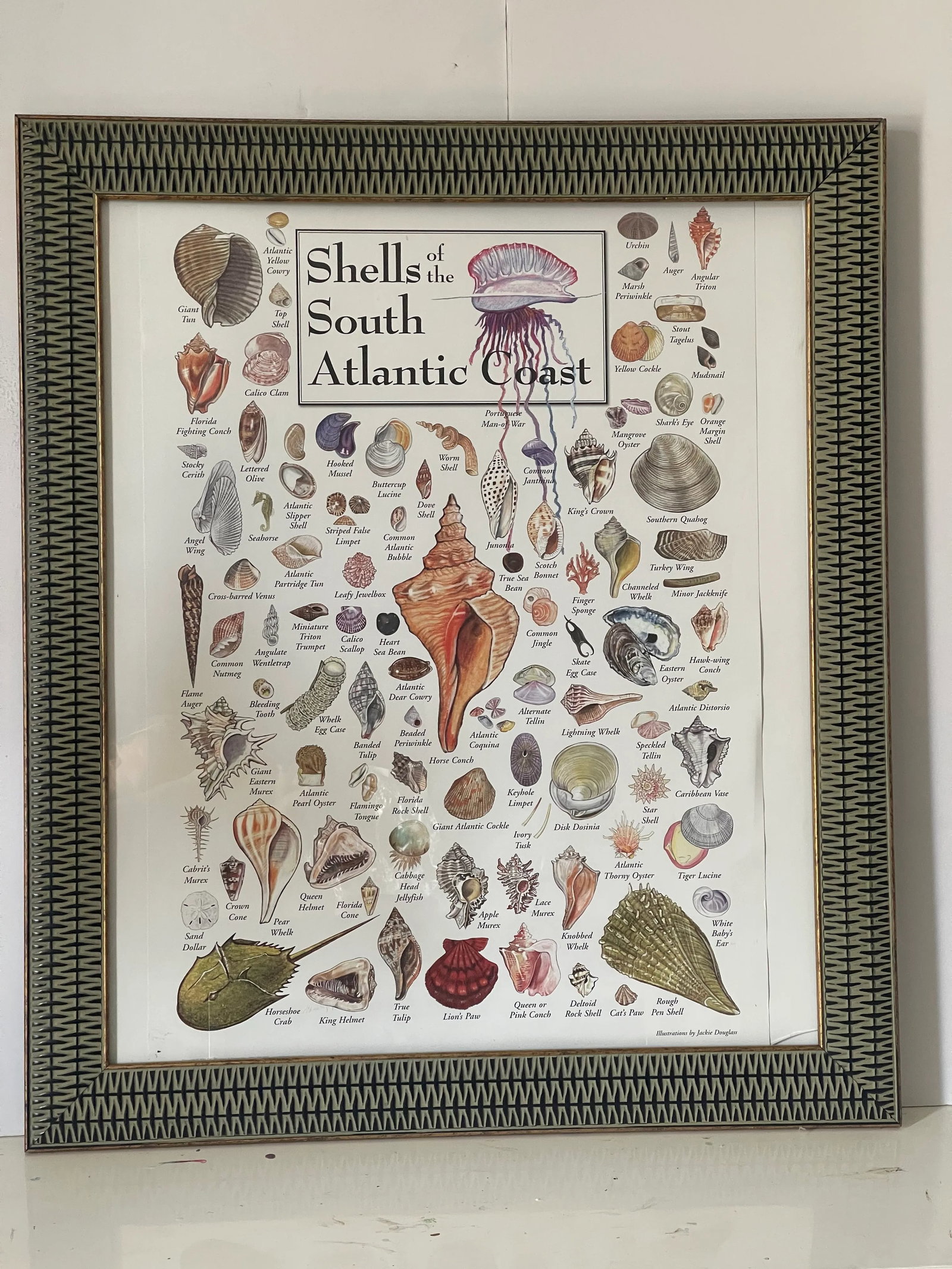 Vintage Atlantic South Coast Sea Shells Poster Gramed - 2