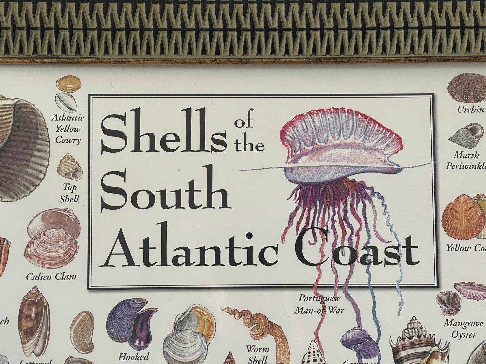 Vintage Atlantic South Coast Sea Shells Poster Gramed - 3