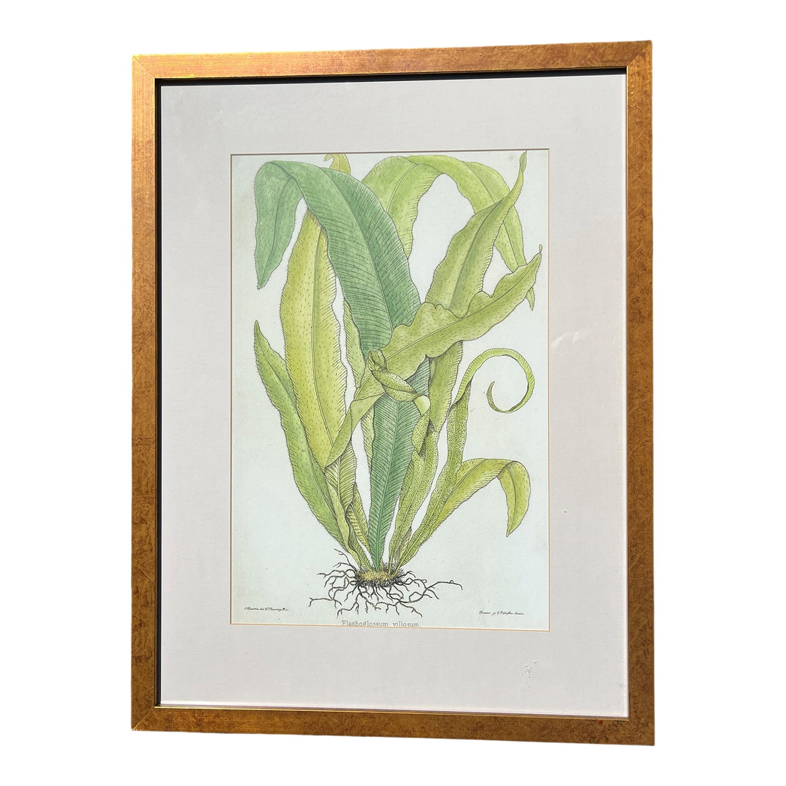 Late 20th Century Framed Botanical Fern Print by W. King Ambler: A refined decorative botanical featuring the fern Elaphoglossum villosum, reproduced as a fine art giclee from an antique engraving and professionally framed by W. King Ambler Inc.. This elegant print