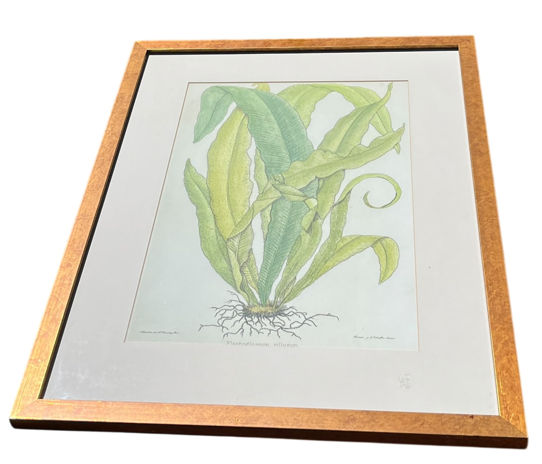 Late 20th Century Framed Botanical Fern Print by W. King Ambler - 2