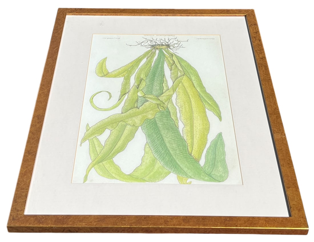 Late 20th Century Framed Botanical Fern Print by W. King Ambler - 3