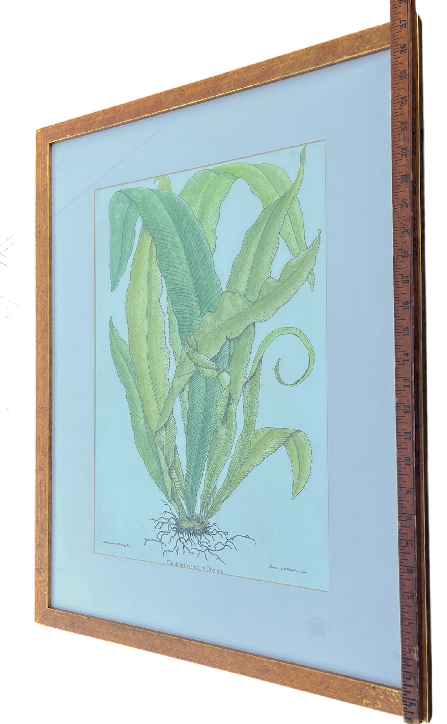 Late 20th Century Framed Botanical Fern Print by W. King Ambler - 4