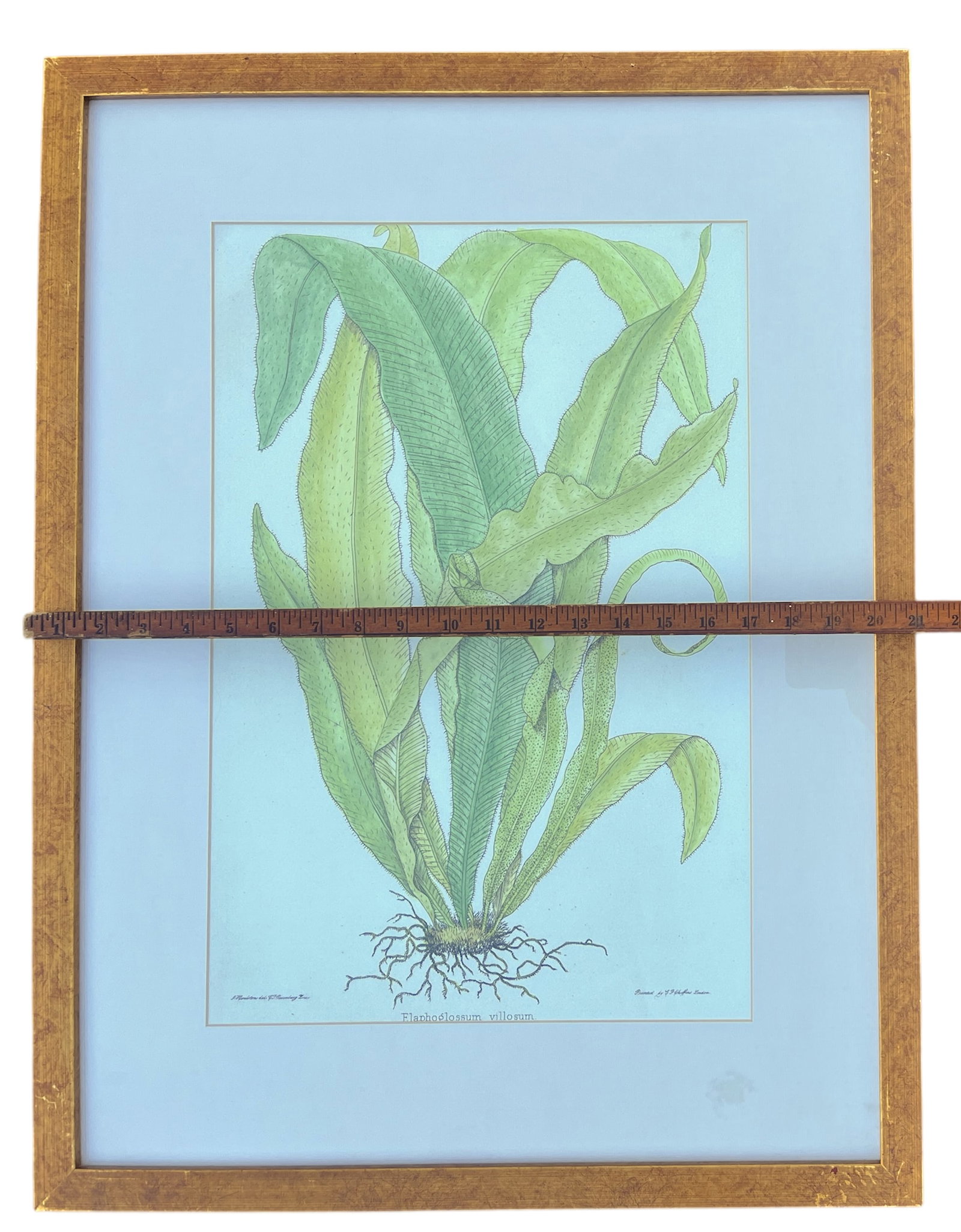 Late 20th Century Framed Botanical Fern Print by W. King Ambler - 5