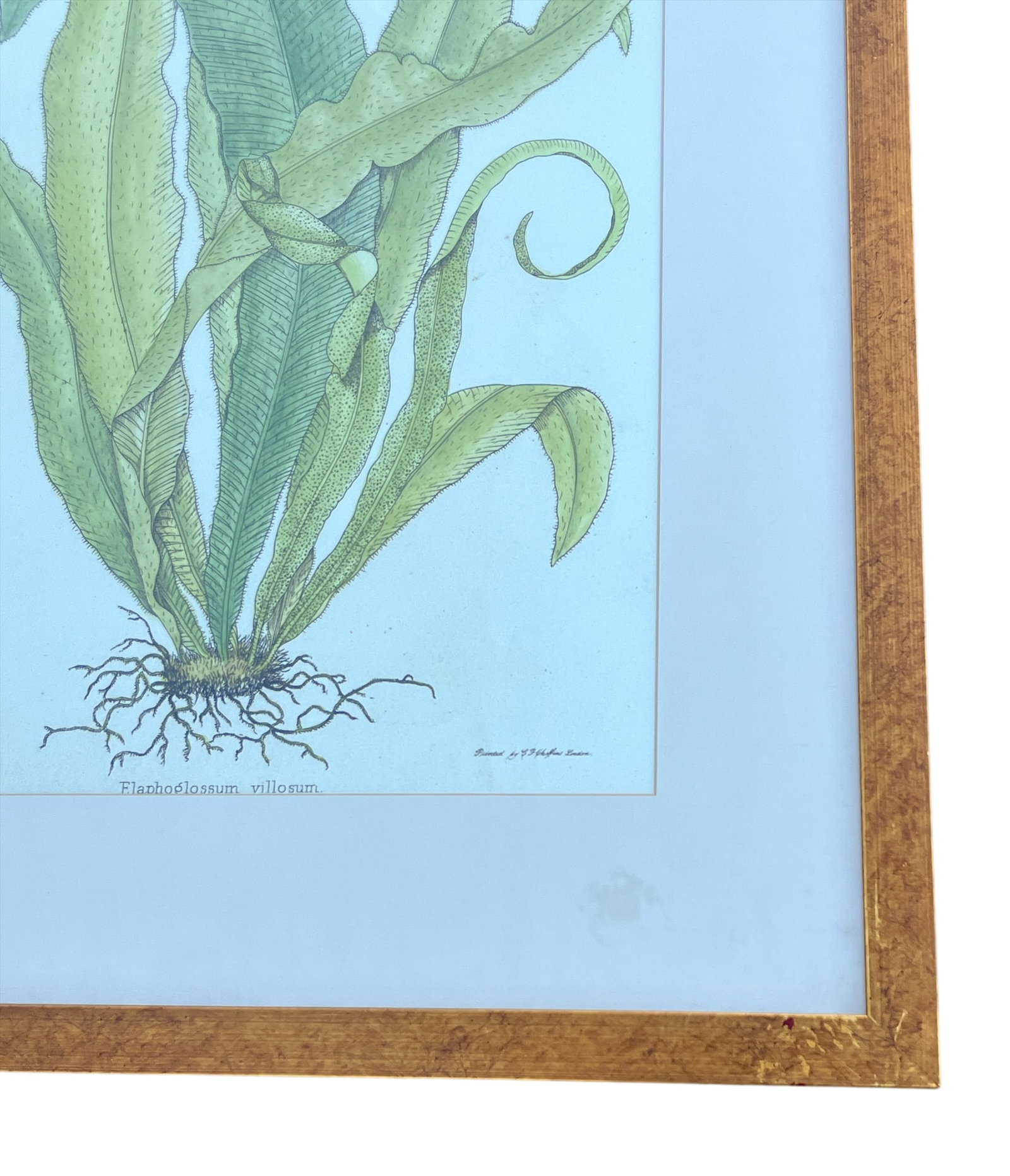 Late 20th Century Framed Botanical Fern Print by W. King Ambler - 8