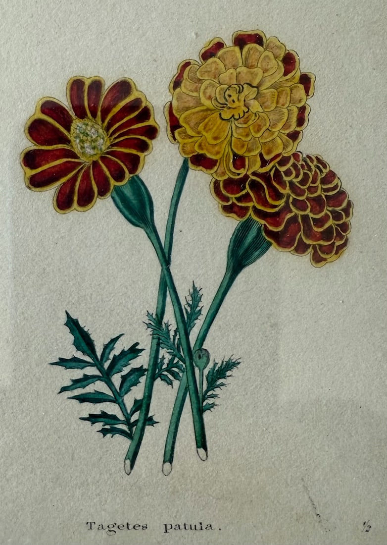 Pair of Framed Vintage Botanical Flower Specimen Prints - 10