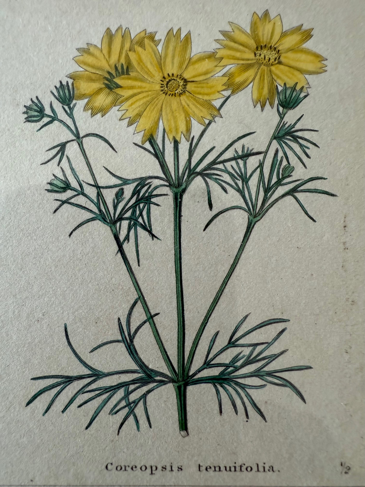 Pair of Framed Vintage Botanical Flower Specimen Prints - 12