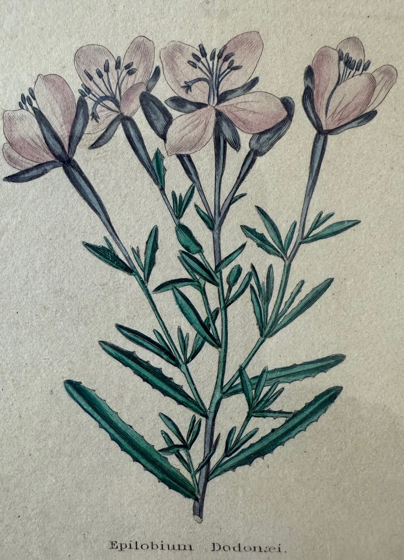 Pair of Framed Vintage Botanical Flower Specimen Prints - 13