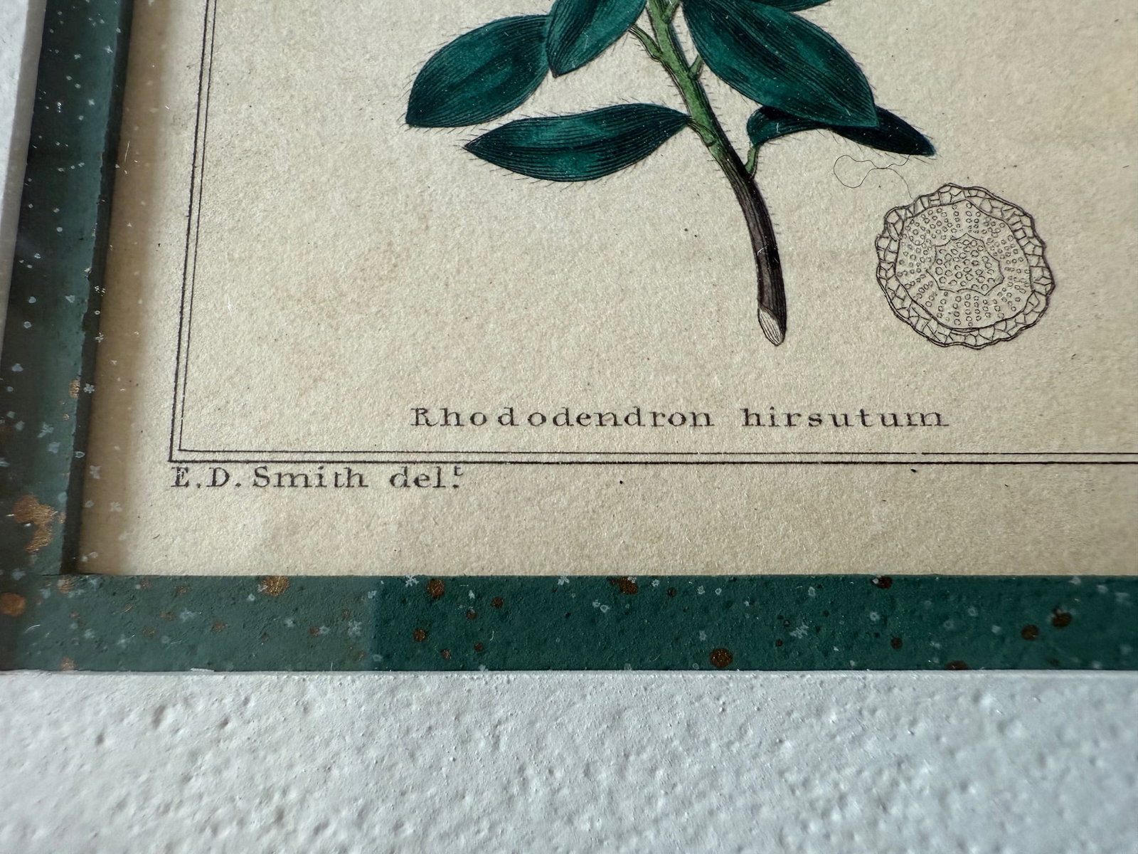 Pair of Framed Vintage Botanical Flower Specimen Prints - 14
