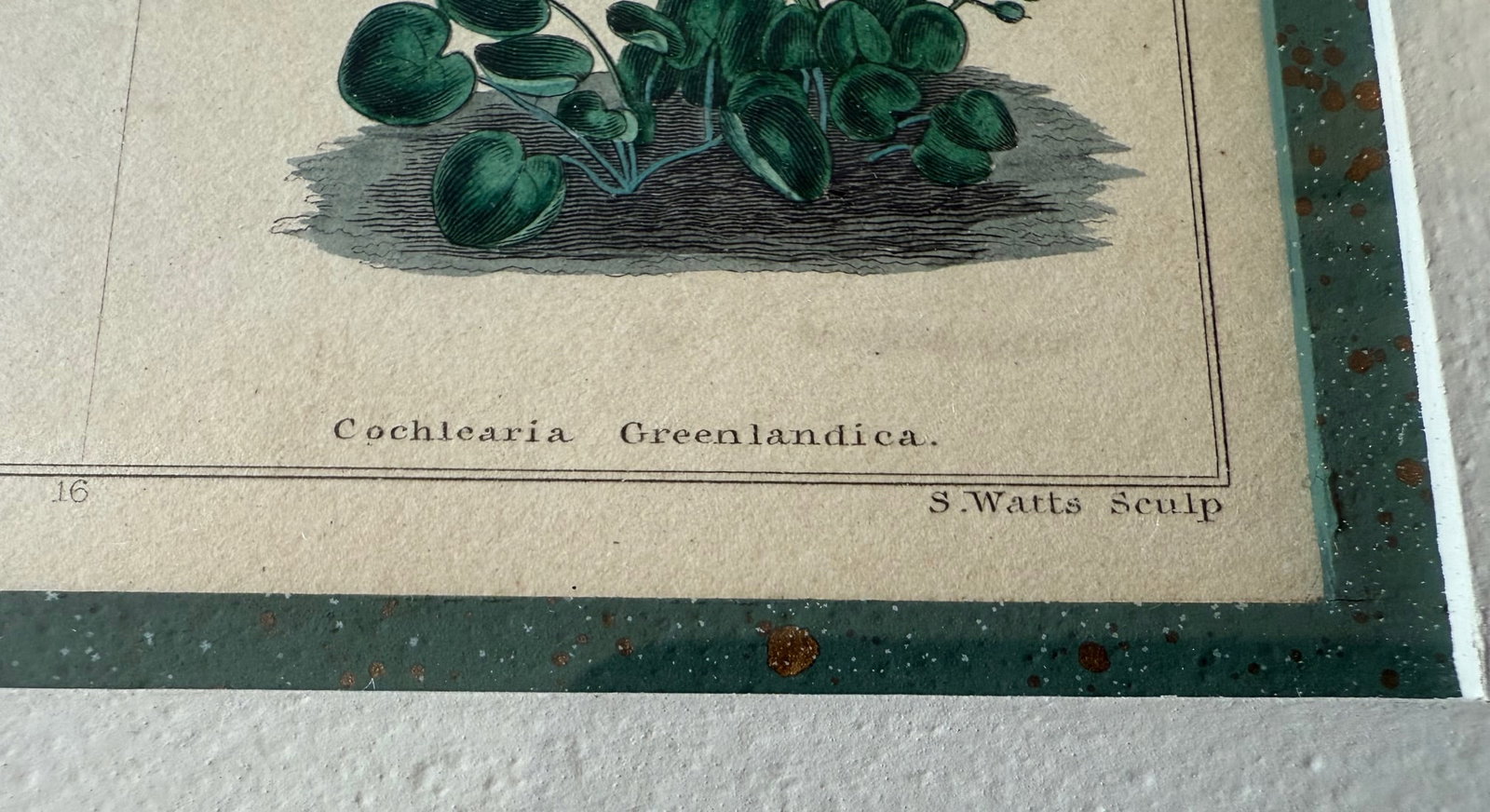 Pair of Framed Vintage Botanical Flower Specimen Prints - 15