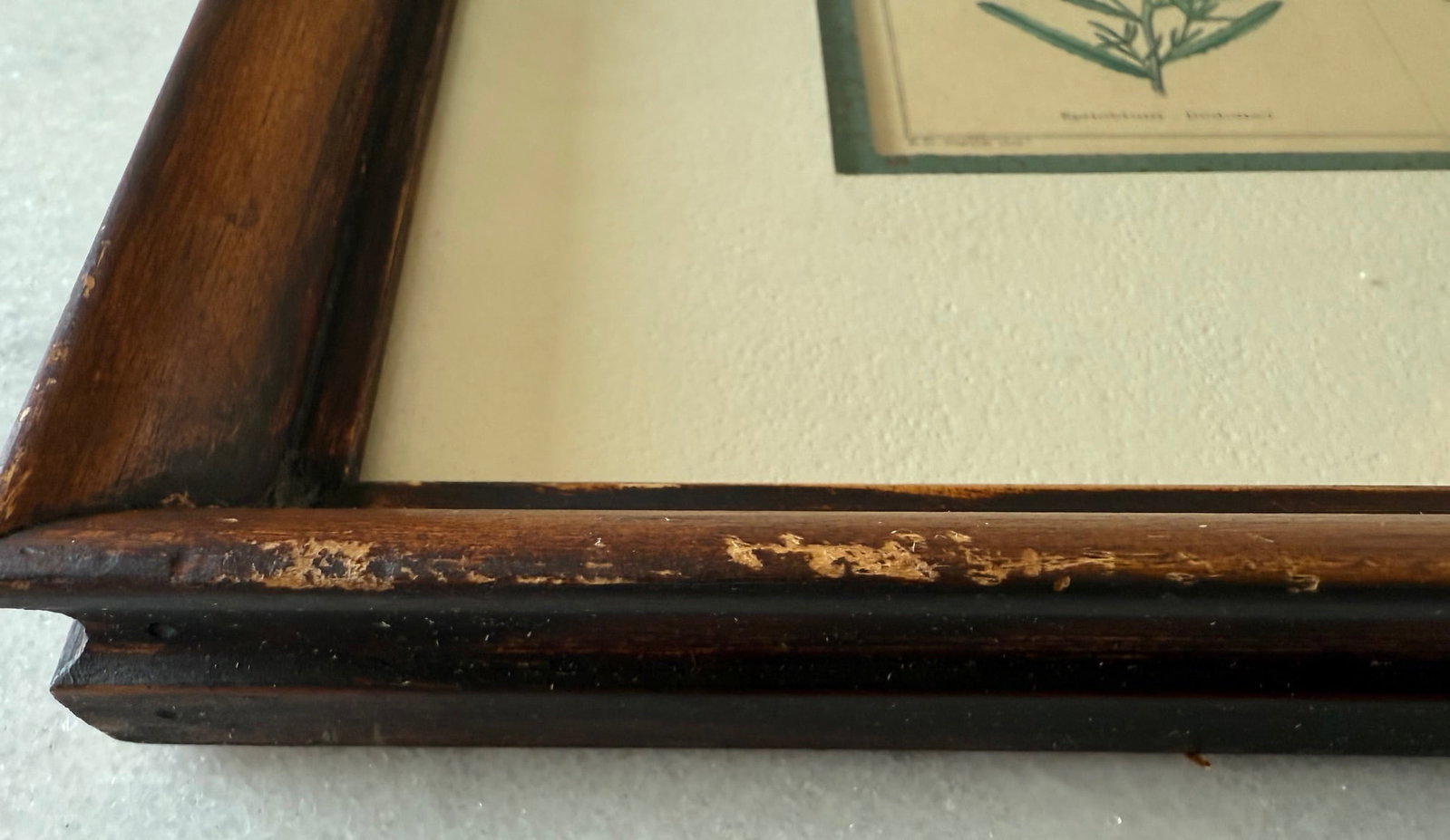 Pair of Framed Vintage Botanical Flower Specimen Prints - 18