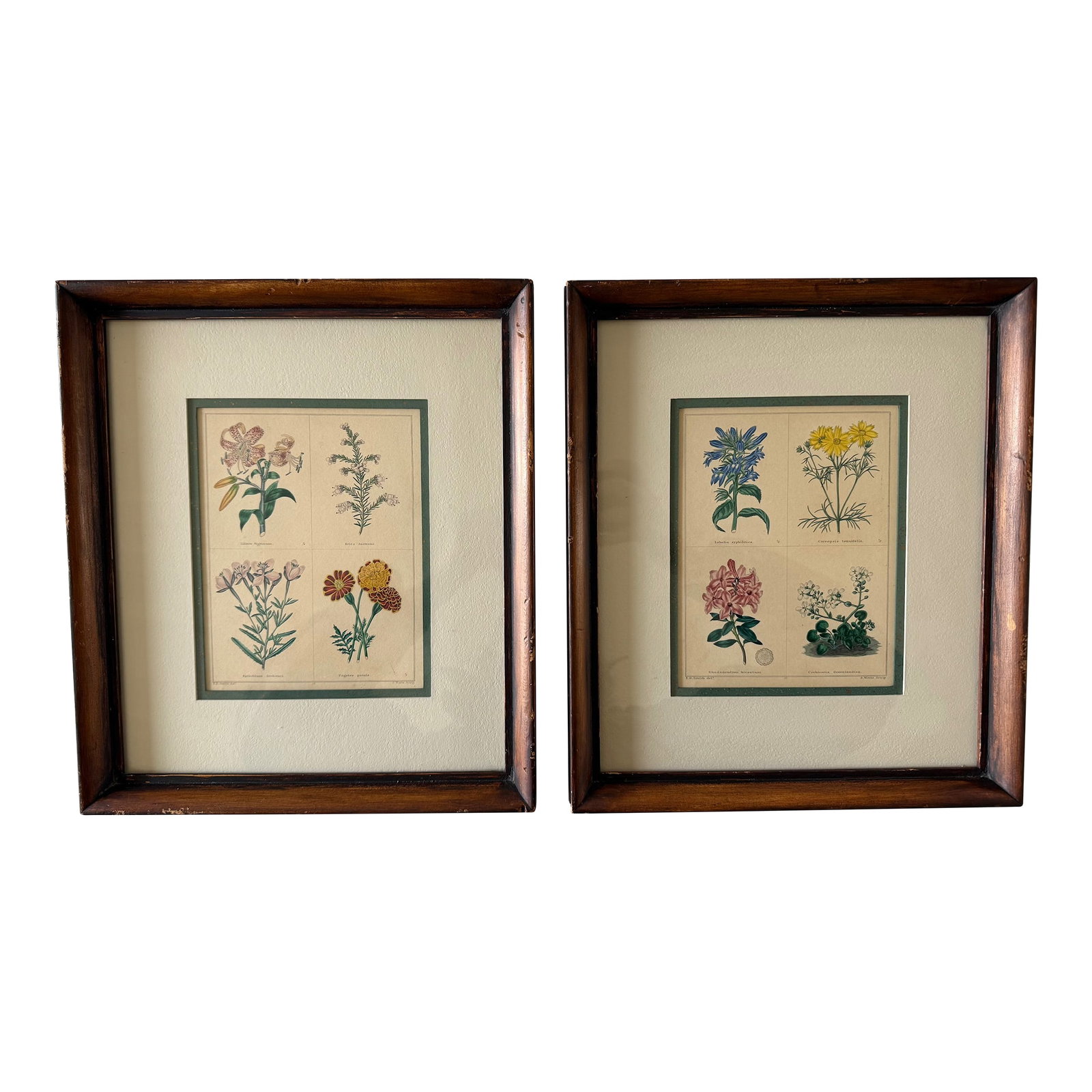 Pair of Framed Vintage Botanical Flower Specimen Prints: Set of 2 vintage botanical prints, each featuring four distinct floral studies housed in wood frames. Originally created and hand-colored by E.D. Smith (British, 1800-1866) and engraved by S. Watts. C