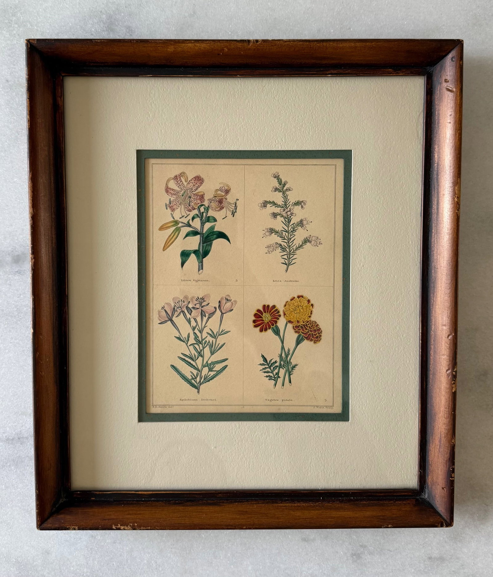 Pair of Framed Vintage Botanical Flower Specimen Prints - 2