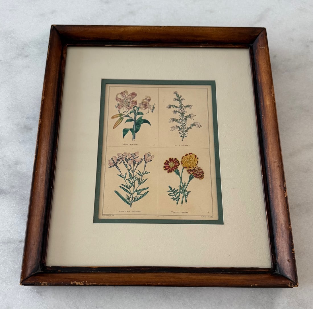 Pair of Framed Vintage Botanical Flower Specimen Prints - 3