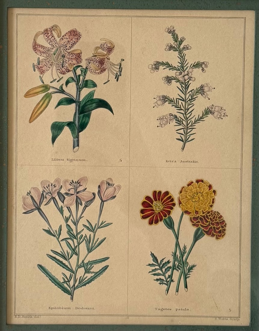 Pair of Framed Vintage Botanical Flower Specimen Prints - 4