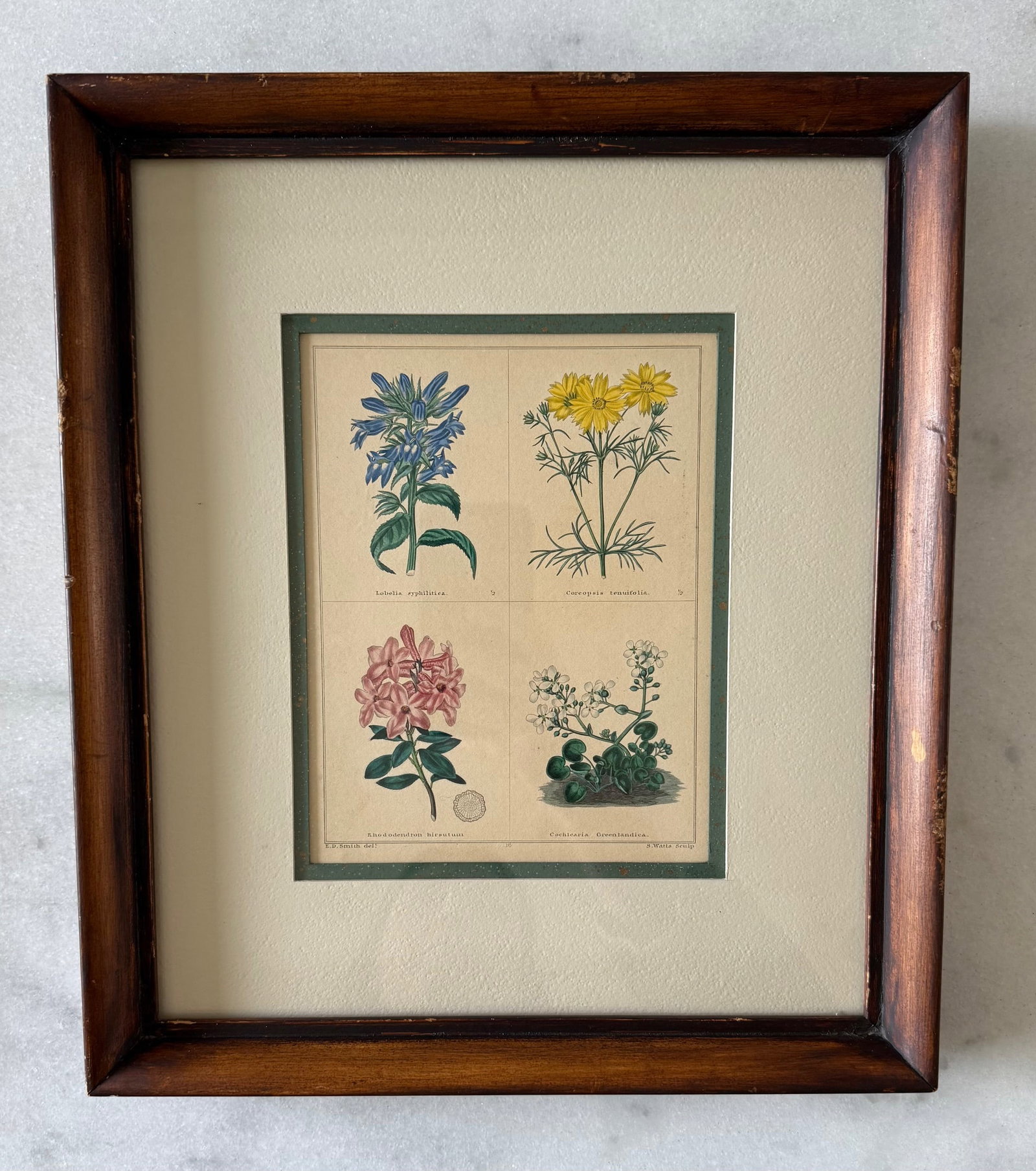 Pair of Framed Vintage Botanical Flower Specimen Prints - 5