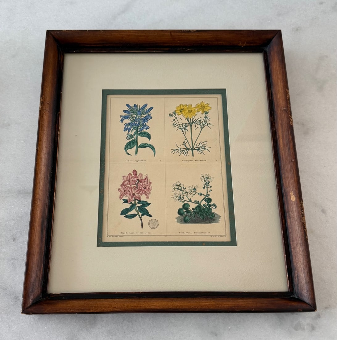 Pair of Framed Vintage Botanical Flower Specimen Prints - 6