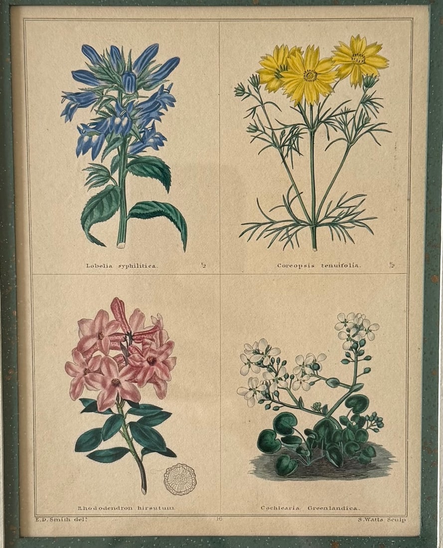 Pair of Framed Vintage Botanical Flower Specimen Prints - 7