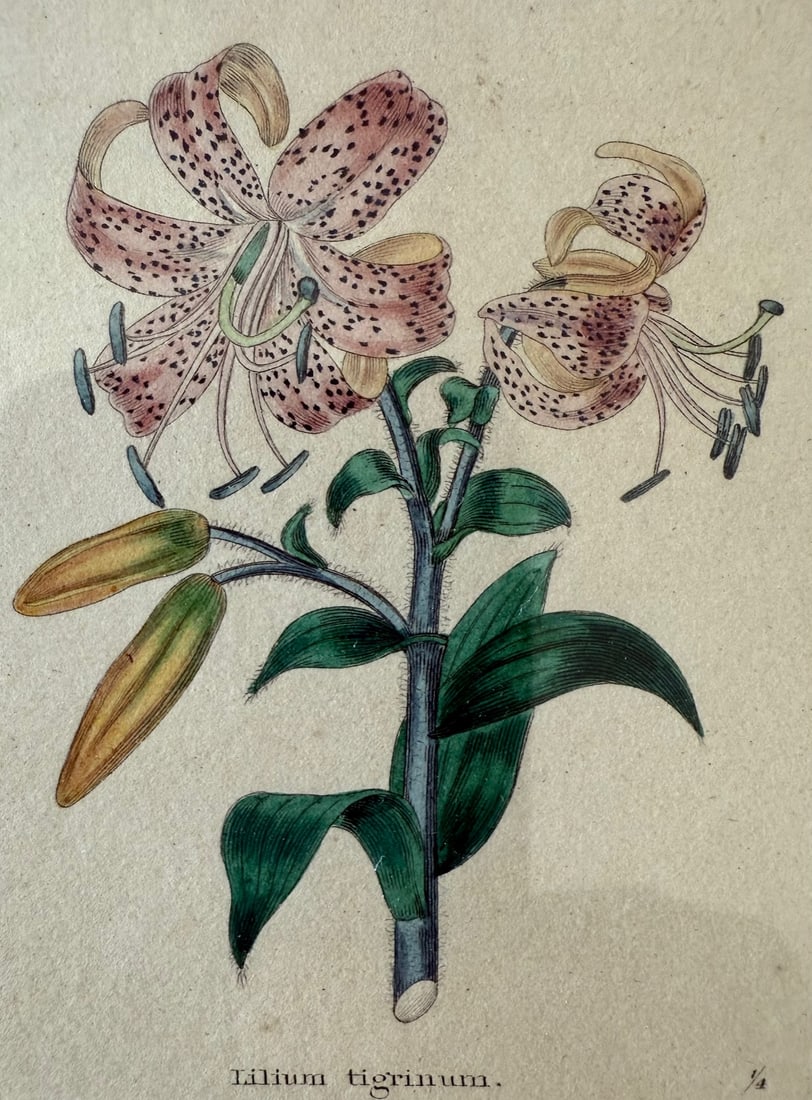 Pair of Framed Vintage Botanical Flower Specimen Prints - 9