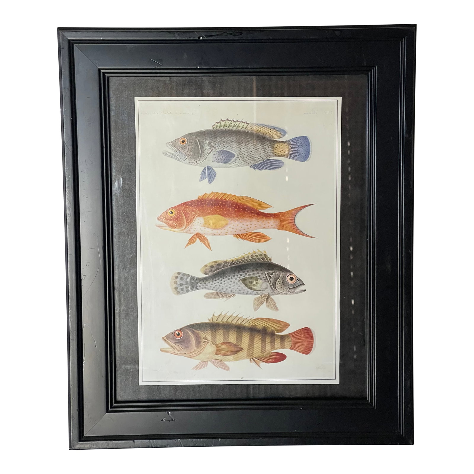 Vintage Zoological Fish Chromolithograph Framed: Vintage zoological chromolithograph of fishes in black frame. Condition: Alterations: Original Condition Unaltered Imperfections: Some Imperfections Condition Notes: Good Origin: United States