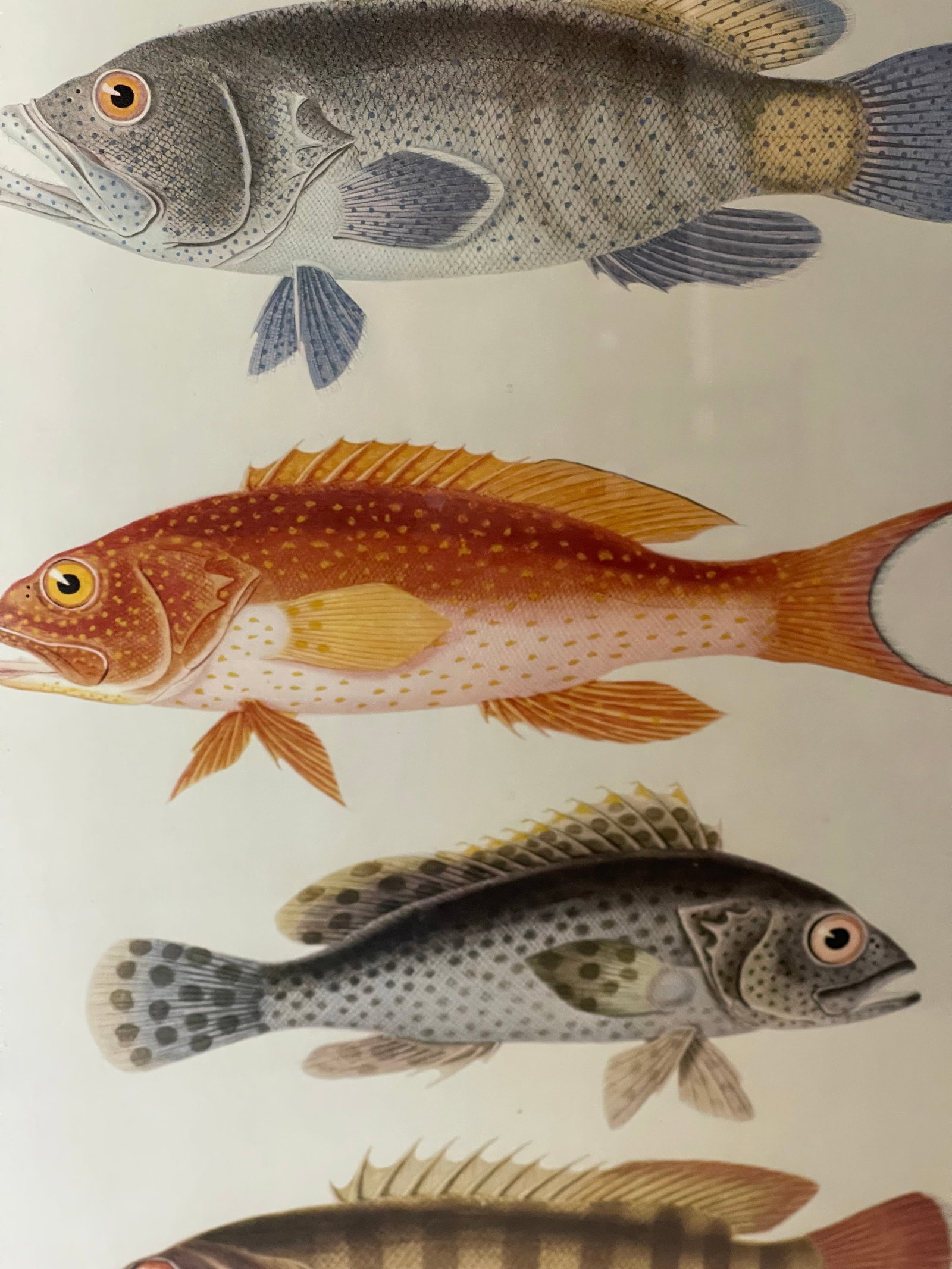 Vintage Zoological Fish Chromolithograph Framed - 2