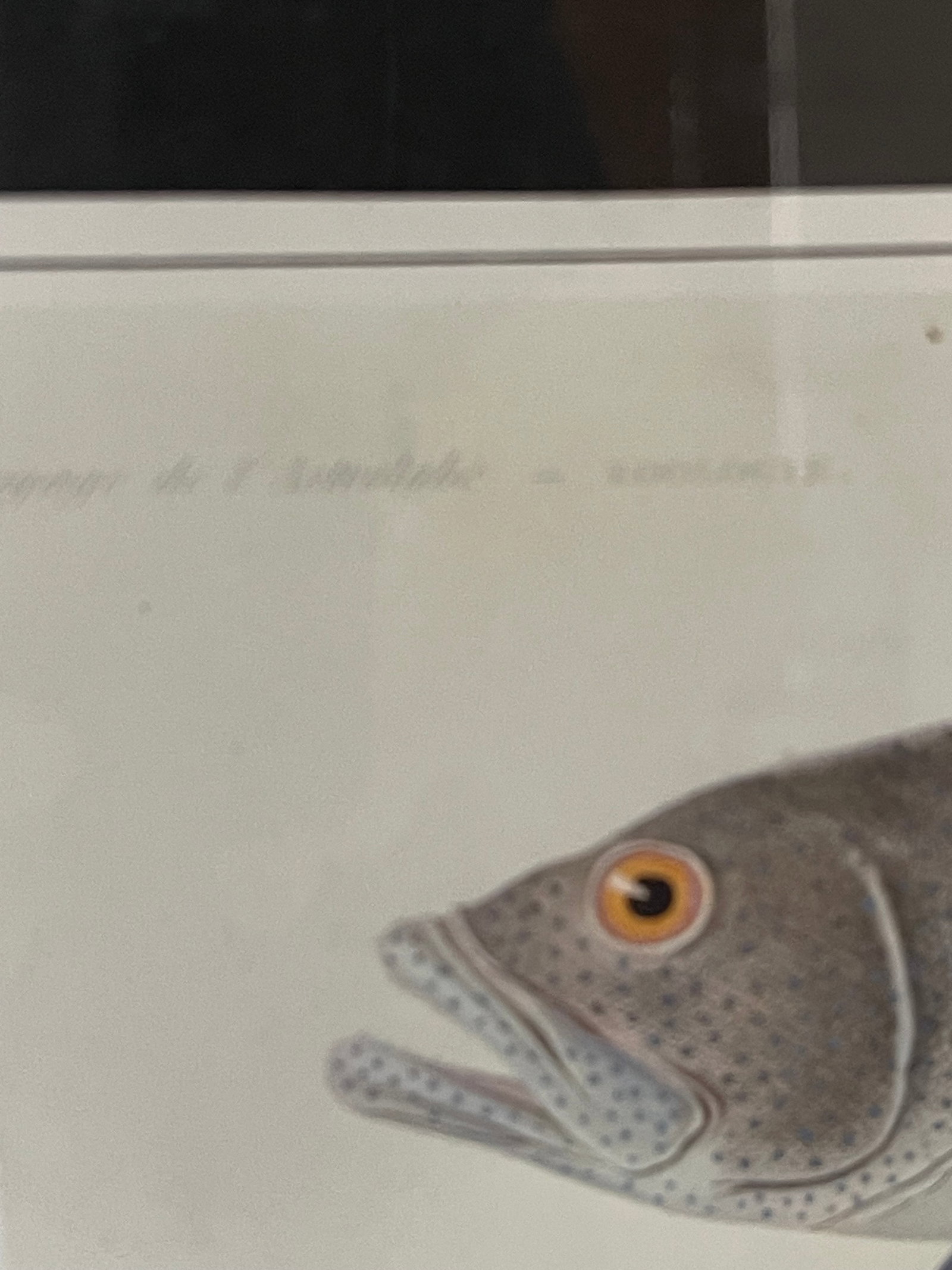 Vintage Zoological Fish Chromolithograph Framed - 3