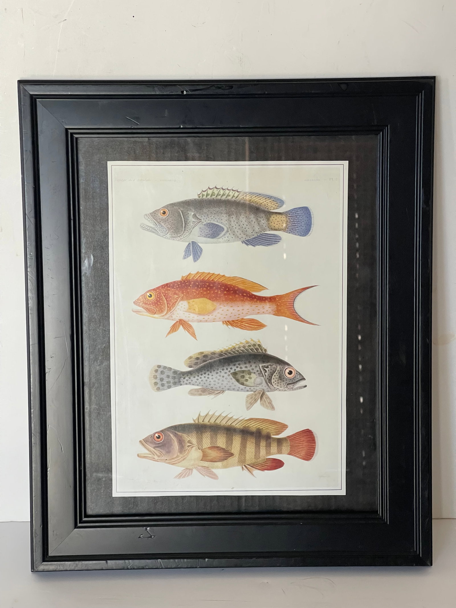 Vintage Zoological Fish Chromolithograph Framed - 4