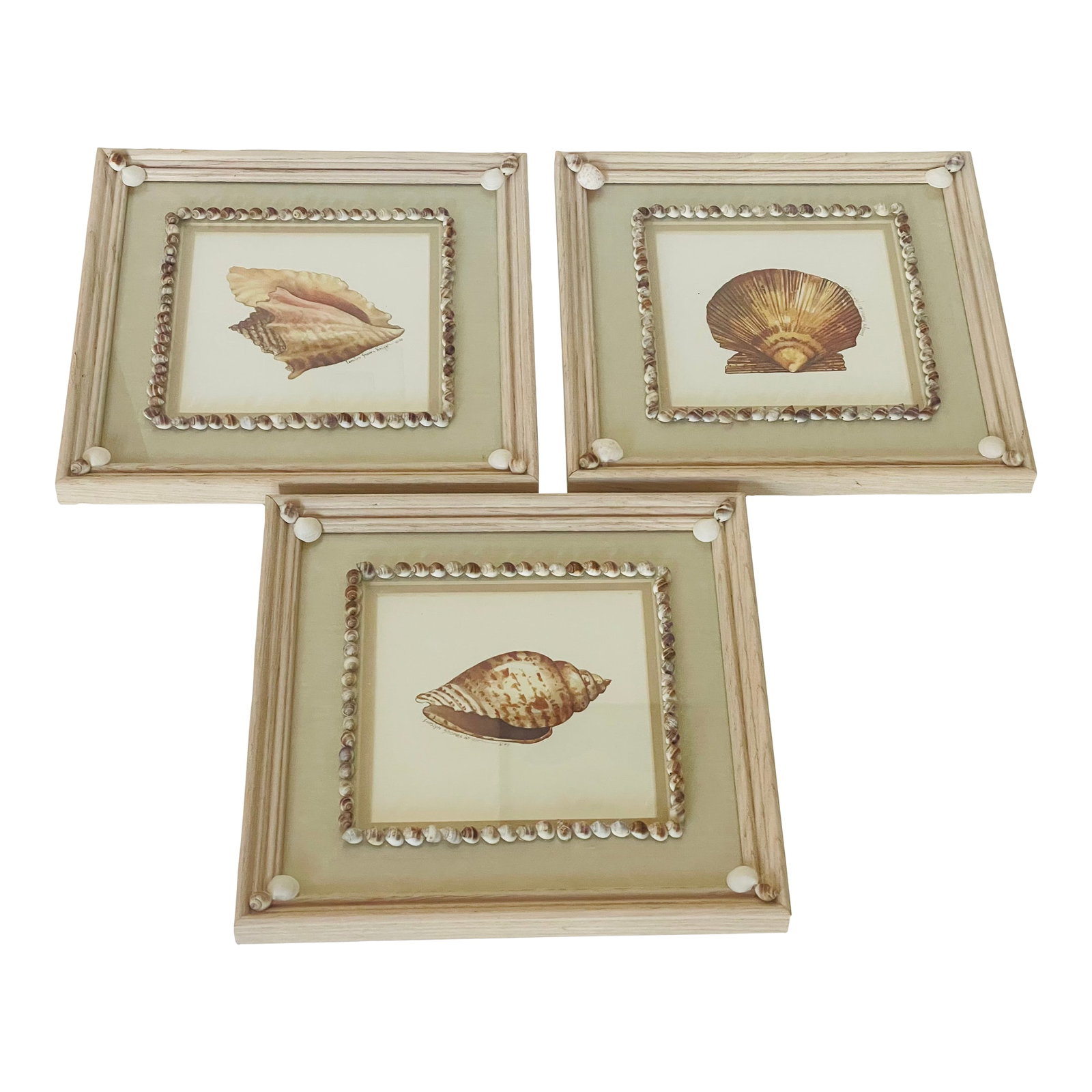 Vintage Sea Shell Framed Chromolithographs With Shell Encrusting Birder Reproduction - Set of 3: Vintage set of 3 Chromolithographs of sea shells in sea shell encrusted border. Condition: Alterations: Original Condition Unaltered Imperfections: Some Imperfections Condition Notes: Good Origin: Uni