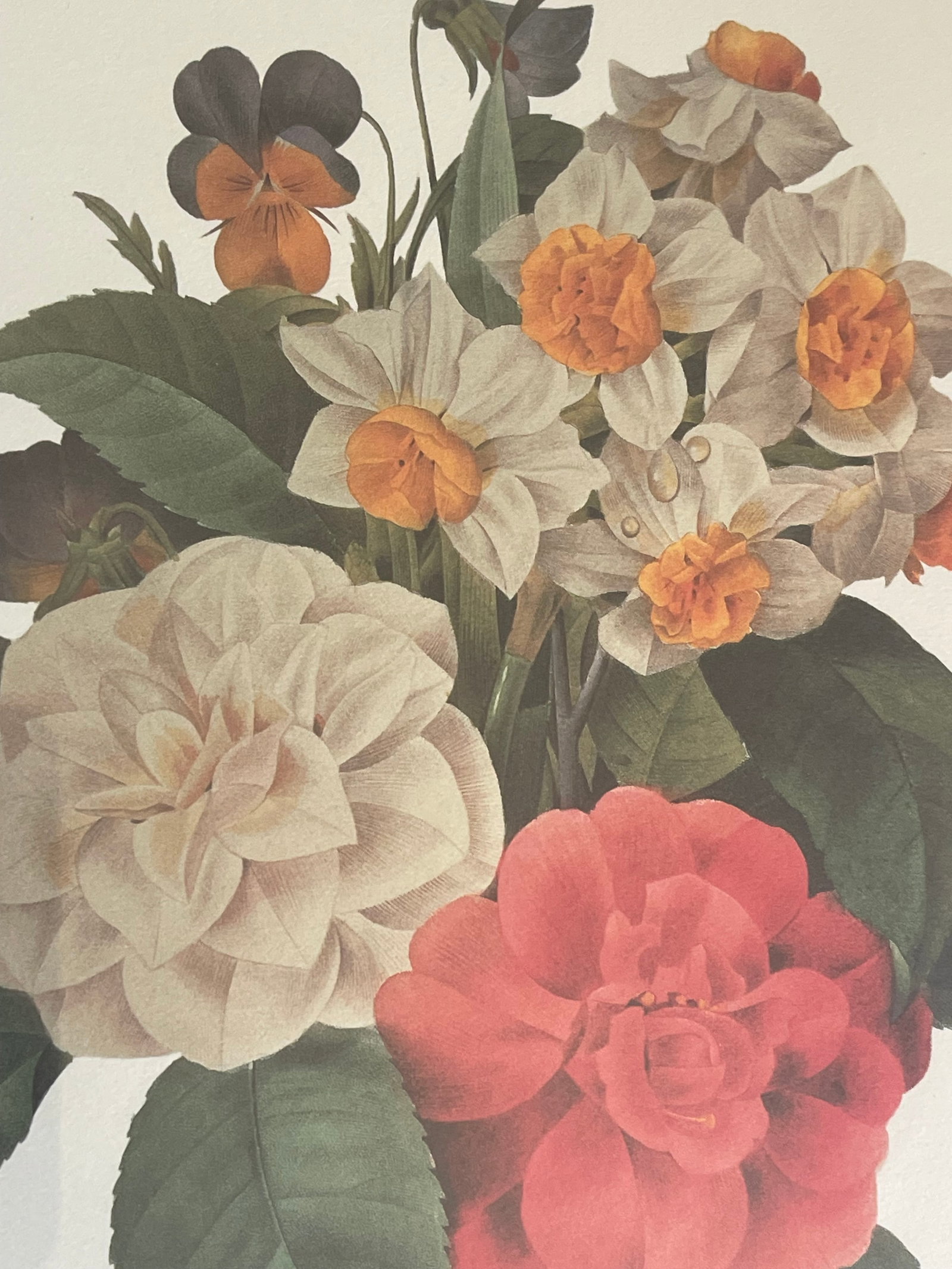 1960s Set of 4 P.J. Redoute Botanical Floral Chromolithographs Framed Reproduction - 6