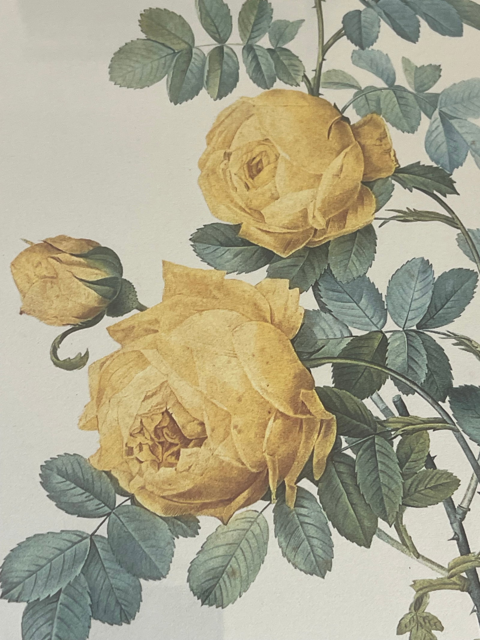 1960s Set of 4 P.J. Redoute Botanical Floral Chromolithographs Framed Reproduction - 7