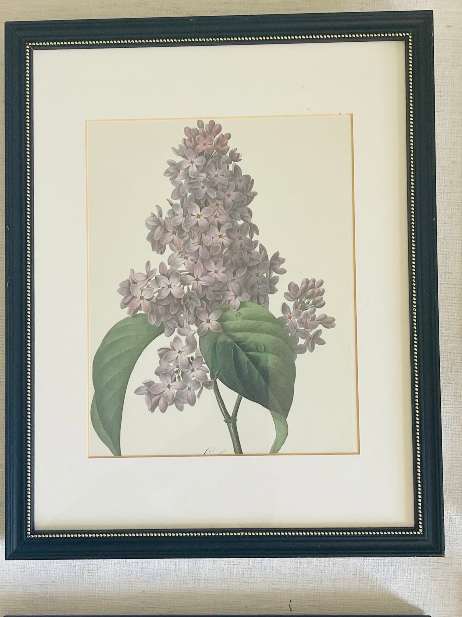 1960s Set of 4 P.J. Redoute Botanical Floral Chromolithographs Framed Reproduction - 9