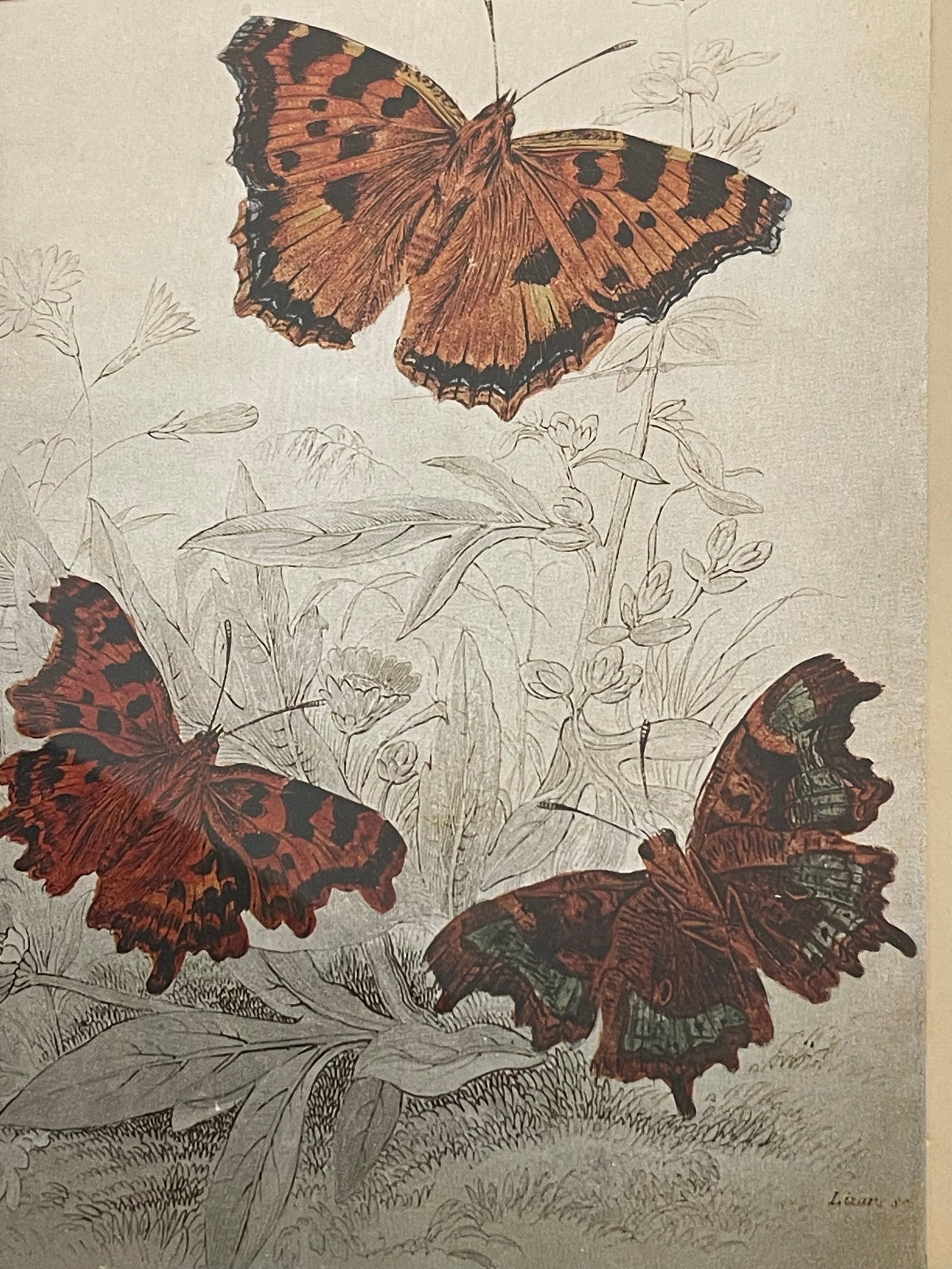 1960s Monarch Butterflies on Silver Chromolithograph Framed - 2